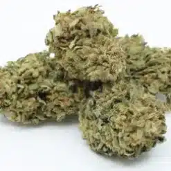 harlequin cbd topskud.png https://jware.dk/en/produkt/harle-quin-cbd-flower-7/ harlequin cbd topskud.png https://jware.dk/en/produkt/harle-quin-cbd-flower-7/