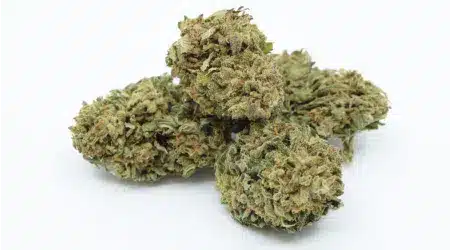 harlequin cbd topskud.png https://jware.dk/en/produkt/harle-quin-cbd-flower-7/ Harle Quin CBD Flower 7%. - Image 3
