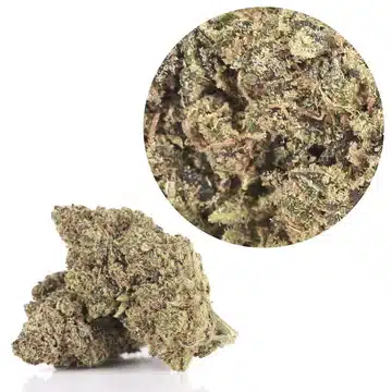 purple haze cbd https://jware.dk/en/produkt/cbd-flowers-45-cbd-0-thc-purple-haze-1g/ CBD Flowers | 45% CBD 0% THC | Purple Haze 1g - Image 2