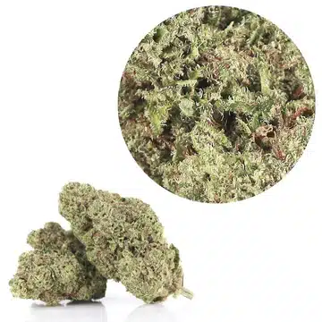 wedding cake cbd https://jware.dk/en/produkt/cbd-flowers-45-cbd-0-thc-banana-cake-1g/ CBD Flowers | 45% CBD 0% THC | Banana Cake 1g - Image 2